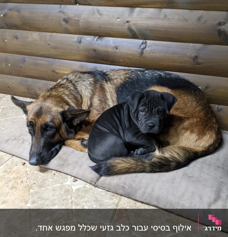 שני כלבים שוכבים על מזרן על רצפה